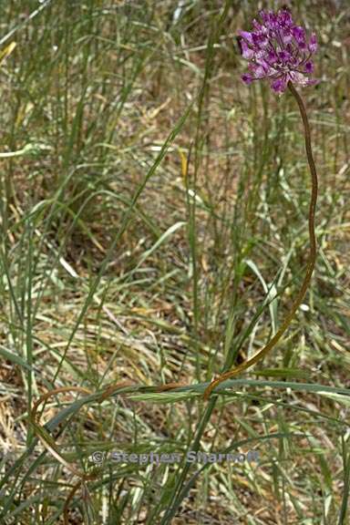 dichelostemma volubile 16 graphic